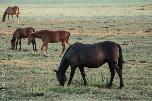 caballos pastando © MariCarmen