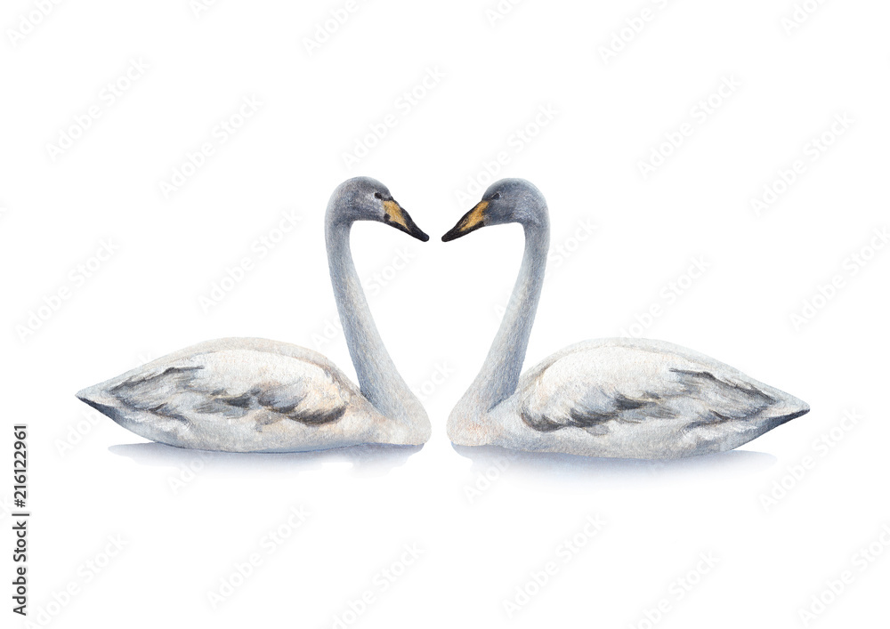 Fototapeta premium Watercolor illustration of white mute swan. Perfect for invitations