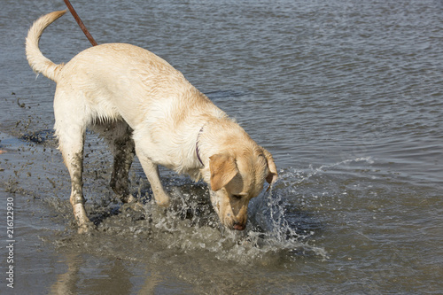 Labrador graaft op het strand