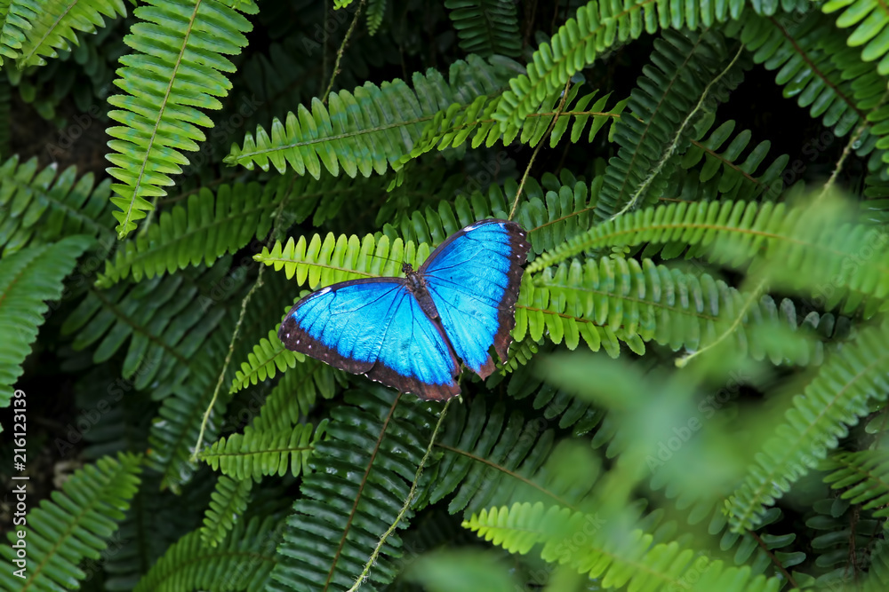 Fototapeta premium Konya Tropikal kelebek bahçesinde kanatlarını açmış mavi renkli bir kelebek ( Morpho peleides )