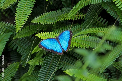 Fototapeta samoprzylepna Konya Tropikal kelebek bahçesinde kanatlarını açmış mavi renkli bir kelebek ( Morpho peleides )