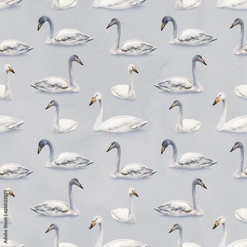 Obraz premium Watercolor illustration of white mute swan. Seamless pattern