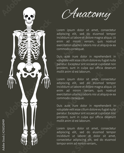 Anatomy Poster and Skeleton Vector Illustration