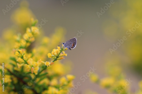Sarı bitki üzerinde Mücevher kelebeği (Chilades trochylus ) photo