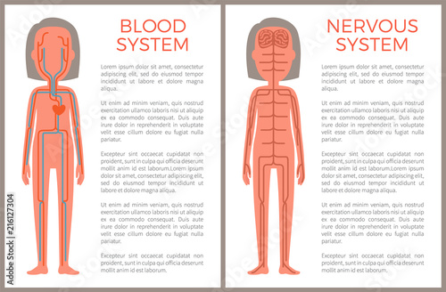 Blood and Nervous Systems Sample of Body Build