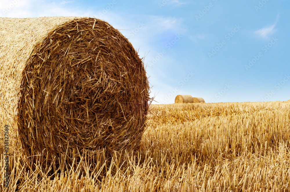 Golden Straw Bales in Late Summer Golden Straw Bales in Late Summer