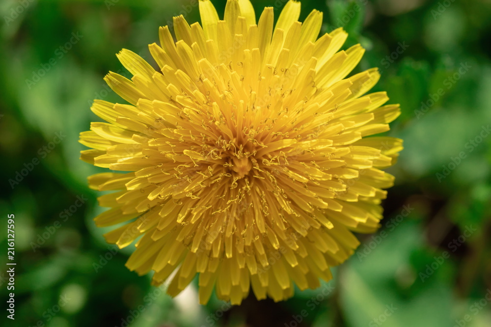 Yellow Dandelion flower in the garden Yellow Dandelion flower in the garden