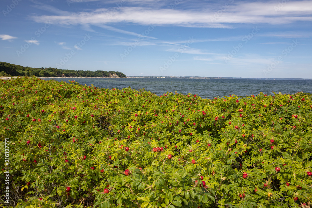 Fototapeta premium Happy walking by the sea side in Denmark ROSA rugosa