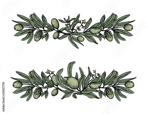 Set with hand drawn olive elements, colored olive branches