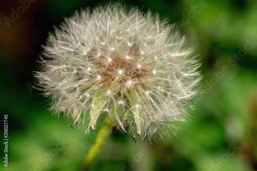 Bright Fluff of Dandelion in the garden