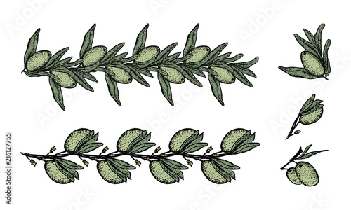 Set with hand drawn olive elements, colored olive branches