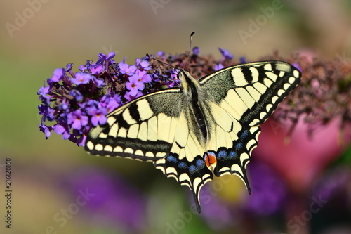 Paź królowej, motyl © Grazyna