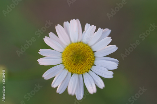Picture of a blooming chamomile 