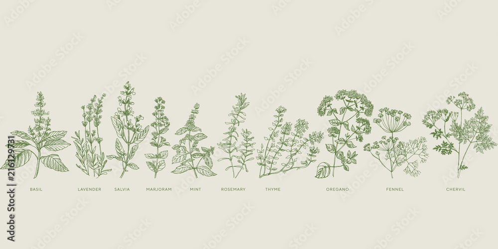 French cooking herbal sketch set - obrazy, fototapety, plakaty 
