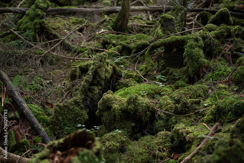 Deep forest jukai in japan © kapinon