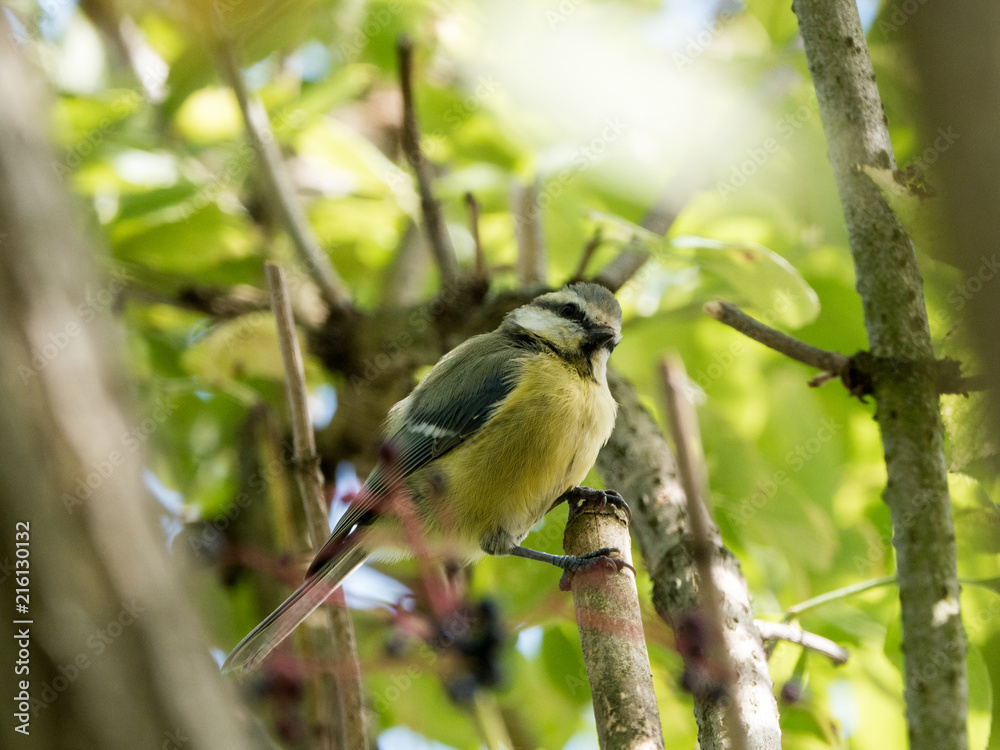 Fototapeta premium Junge Blaumeise