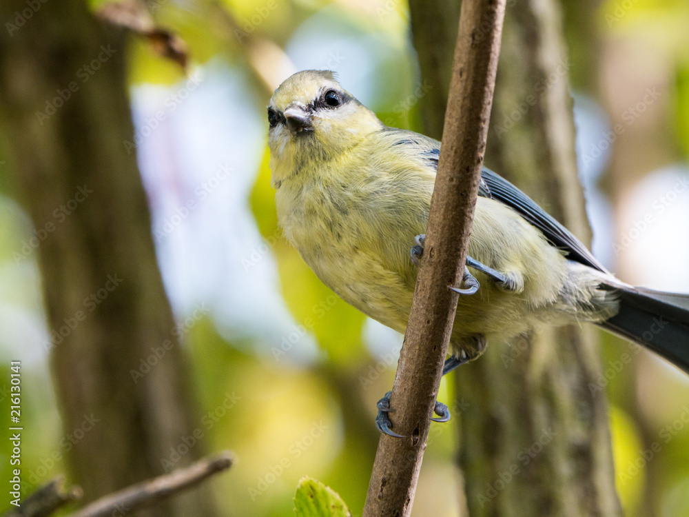 Fototapeta premium Junge Blaumeise