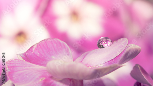 Water droplet on pink flower petal, refracting most of the out of focus background clearly