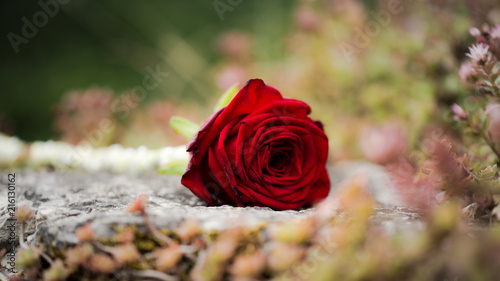 Wedding Rose macro on rock, framed by plants with strong contrast and muted out-of-focus background