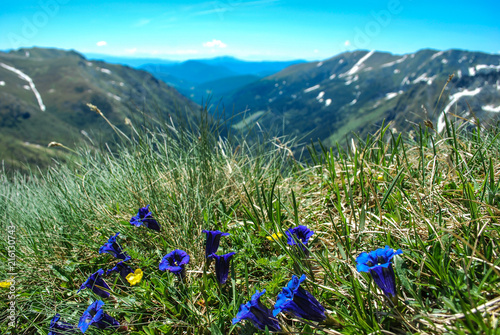 Enziane auf Wiese im Gebirge