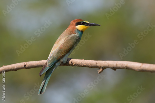 Giovane gruccione (Merops apiaster)