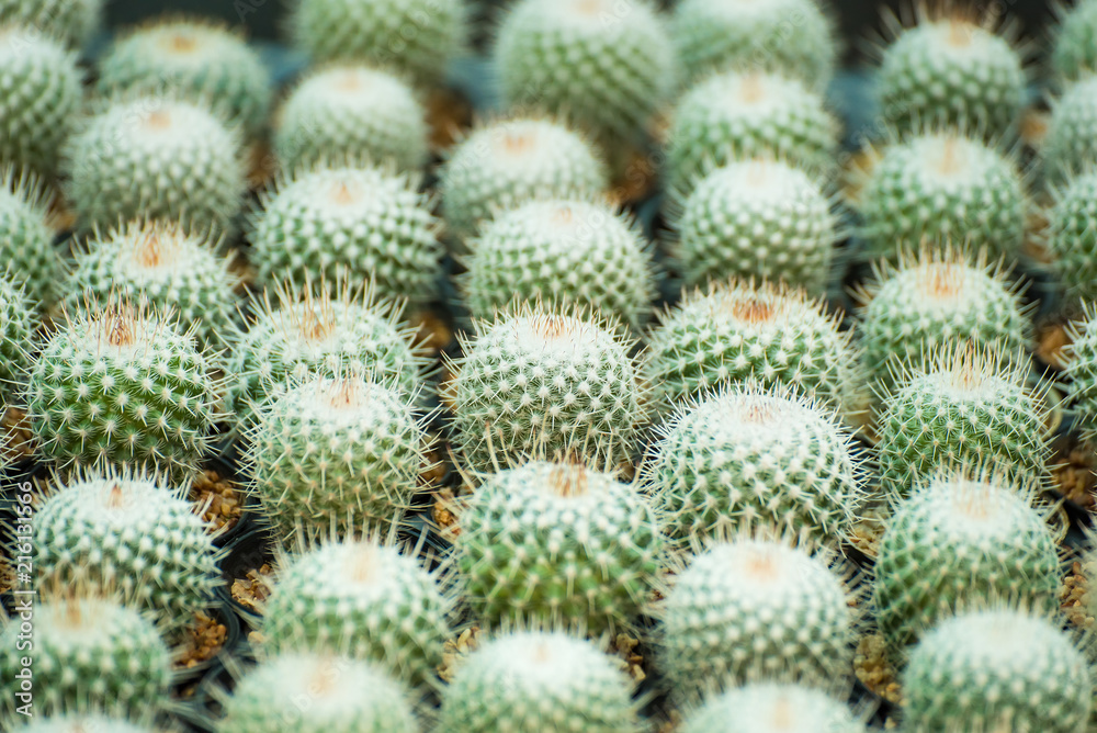 Group of small cactus plant in the pot at cactus garden.Thailand. Group of small cactus plant in the pot at cactus garden.Thailand.