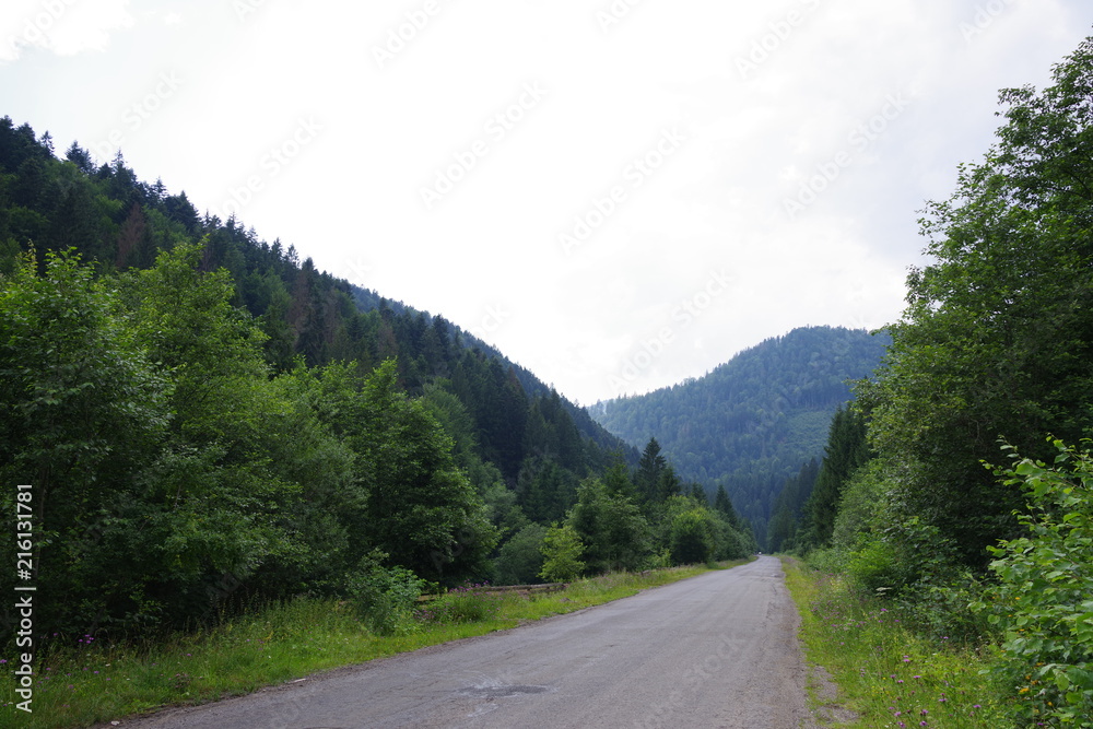 road in the mountains among green trees