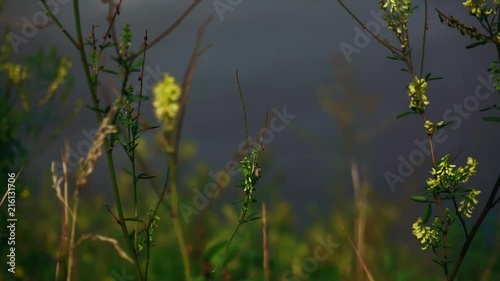 field flower swaying in the wind against the background of the rain sky