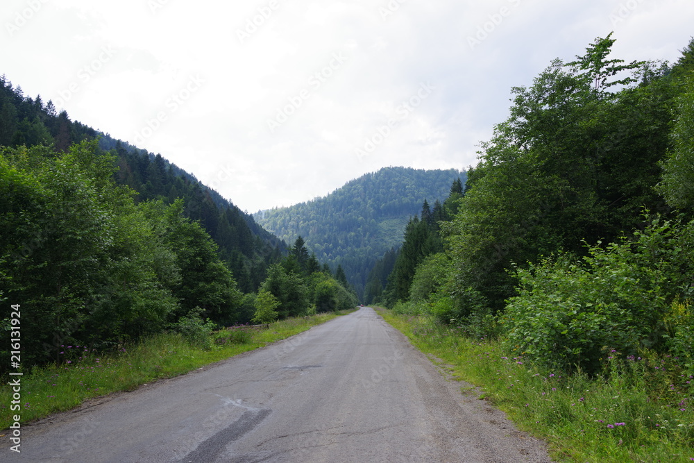Fototapeta premium road in the mountains among green trees