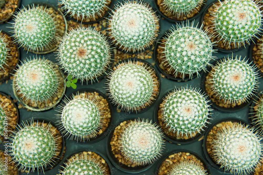 Group of small cactus plant in the pot at cactus garden.Thailand. Group of small cactus plant in the pot at cactus garden.Thailand.