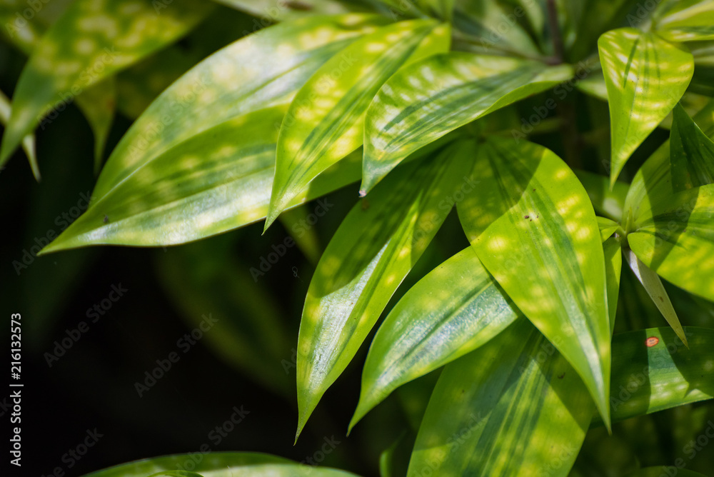Texture of a green leaf as background.Thailand. Texture of a green leaf as background.Thailand.