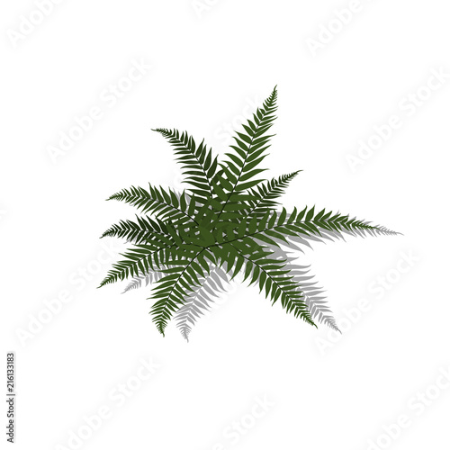 Plant in isometric style. Cartoon tropical fern on white background. Isolated image of jungles bush. Vector illustration