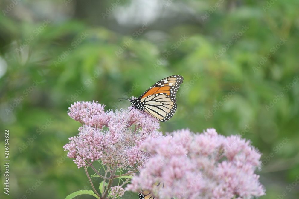 Monarch Butterfly on pretty pink flower in a small park area. Kingston, Ontario.
Monarch Butterfly on pretty pink flower in a small park area. Kingston, Ontario.