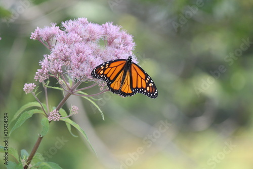 Monarch Butterfly on pretty pink flower in a small park area. Kingston  Ontario.          