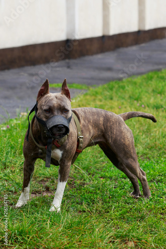 American Pit Bull Terrier