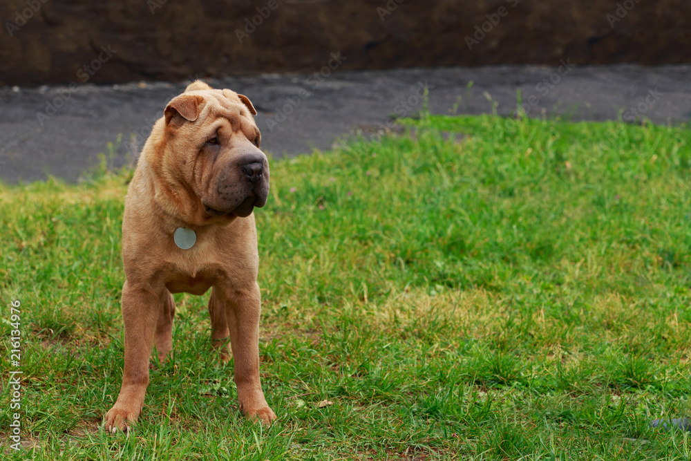 Shar Pei dog