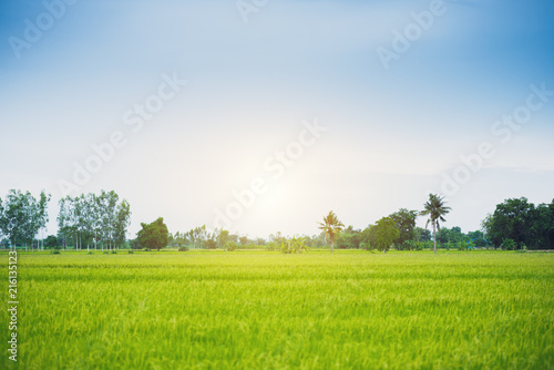 Countryside scenery of rice field