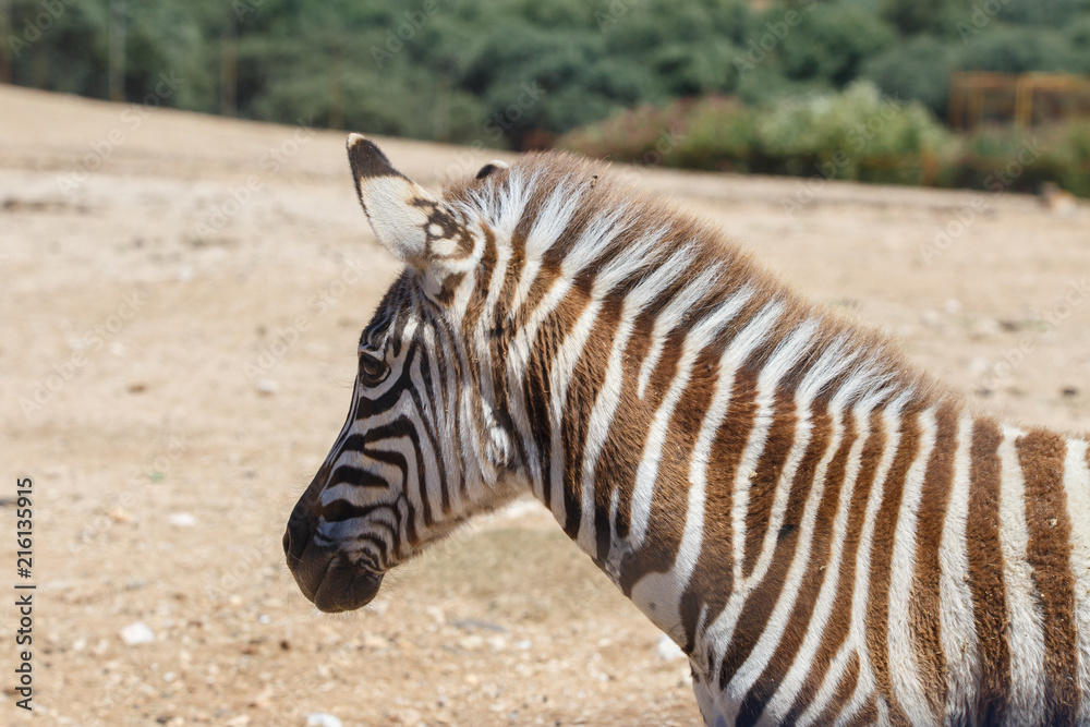 Burchell's Zebra or Equus quagga burchellii in a wild sand area Burchell's Zebra or Equus quagga burchellii in a wild sand area