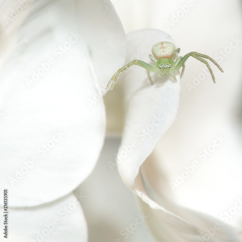 Six-eyed crab spider on flower petal, attentively waiting to pounce on potential pray that gets close