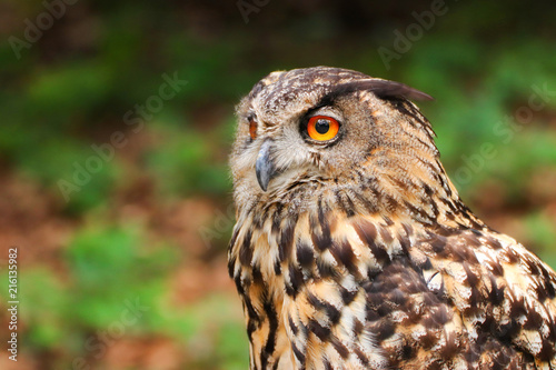 Fototapeta Naklejka Na Ścianę i Meble -  Portrait owl