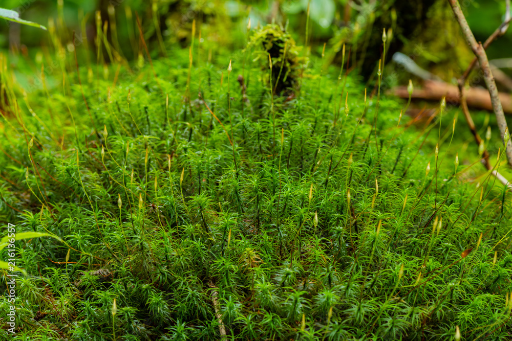 19 Types of Mosses For Your Garden