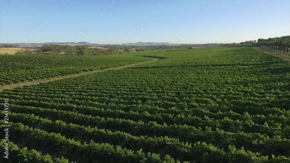 Drone over a vineyard in Australia Drone over a vineyard in Australia