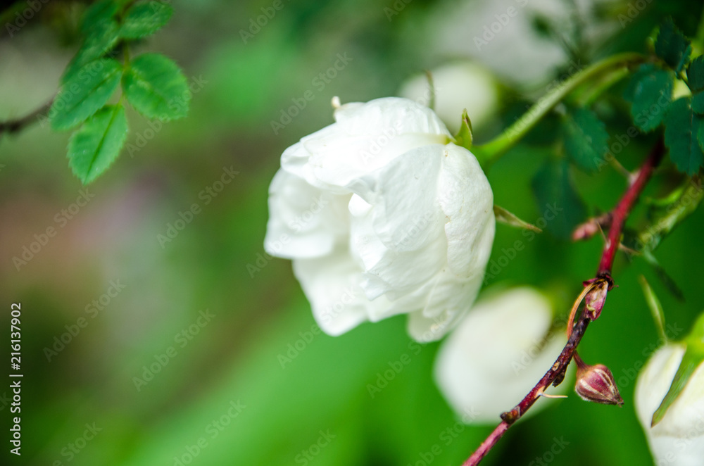 rose in summer, white flower blossomed in the sun rose in summer, white flower blossomed in the sun