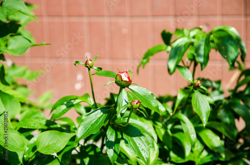 Fototapeta Naklejka Na Ścianę i Meble -  peonies have not blossomed yet