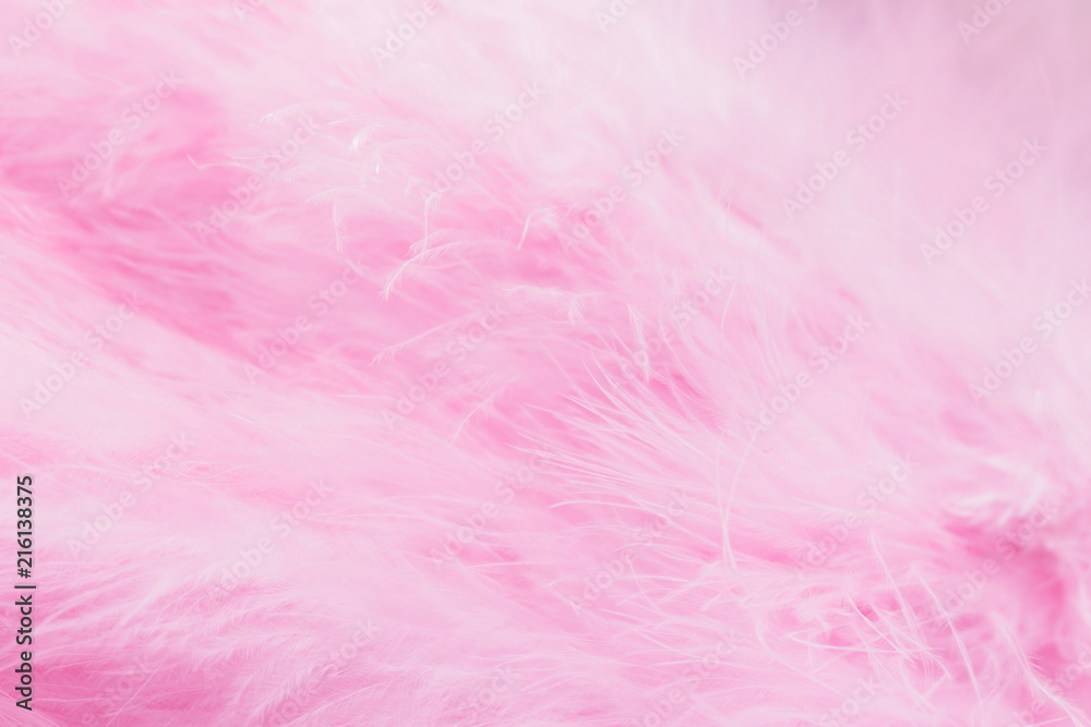 Pink bird feathers in soft and blur style, Fluffy pink feather background