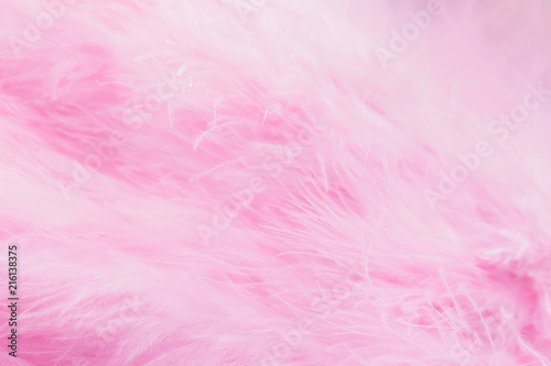 Pink bird feathers in soft and blur style  Fluffy pink feather background