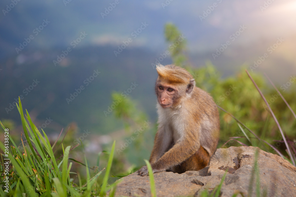 Naklejka premium Toque macaque