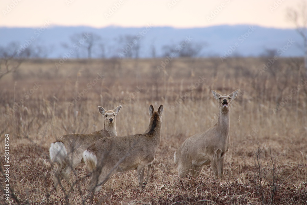 Naklejka premium Yezo sika deers in Hokkaido in the early morning