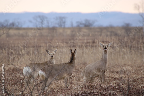 Yezo sika deers in Hokkaido in the early morning