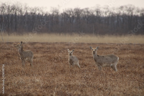 Yezo sika deers in Hokkaido in the early morning